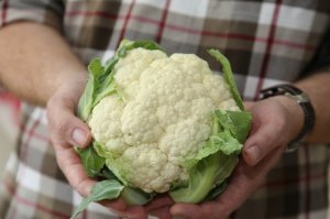 cauliflower