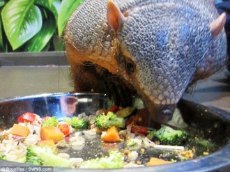 The chubby armadillo is pictured eating a variety of vegetables such as broccoli at the Drusillas Park in East Sussex