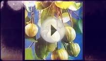 Garcinia Cambogia Is All-natural Diet Plan Dietary